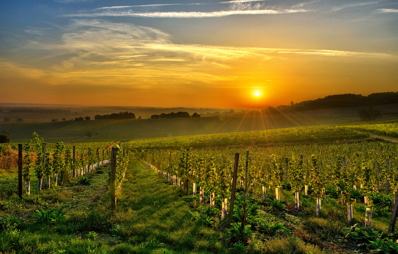 Coucher de soleil sur un vignoble du sud-ouest de la France, à Bergerac. Les rayons illuminent les rangées de vignes verdoyantes, donnant une atmosphère paisible et chaleureuse à ce paysage rural emblématique.